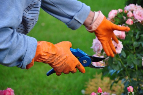 Selection of native plants for Forest Gate landscaping