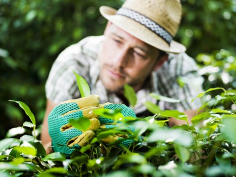 A gardener wearing a straw hat and green gardening gloves is tending to a lush, well-maintained shrub or hedge in an outdoor garden. The focus is on their hand carefully trimming or inspecting the dense, vibrant green foliage. In the background, there are additional leafy plants and trees, indicating a healthy, cultivated landscape typical of residential gardens in the Forest Gate area. The scene is set in bright, natural daylight, suggesting a mild, clear day suitable for outdoor gardening. The setting reflects a landscaped yard with dense plantings, neatly trimmed hedges, and a tidy garden bed, highlighting professional garden maintenance services offered by Lawn Mowing Forest Gate. The overall environment emphasizes a well-kept outdoor space dedicated to garden care and landscaping, aligning with services related to lawn mowing, hedge trimming, and outdoor garden upkeep in the local area.