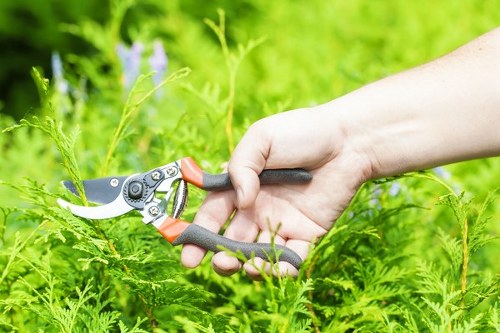 A close-up view of a person's hand using a pair of hedge shears to trim green leafy plants in a garden. The garden features a well-maintained lawn with dense, vibrant grass, bordered by various shrubs and small trees. In the background, there is a mix of foliage and some flowering plants, indicating a healthy and diverse outdoor space typical of residential gardens in Forest Gate, London. The scene is outdoors, with natural daylight illuminating the lush greenery, and the garden appears to be actively cared for, reflecting professional gardening maintenance such as hedge trimming and lawn care services by Lawn Mowing Forest Gate.