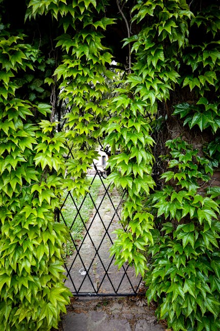 A narrow garden pathway framed by dense, vibrant green ivy climbing over an archway and surrounding a black metal gate with a diamond pattern. The ivy's glossy, pointed leaves create a lush, textured 